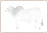 Cattle - Brahman.jpg
