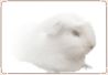 Cavy 01.jpg