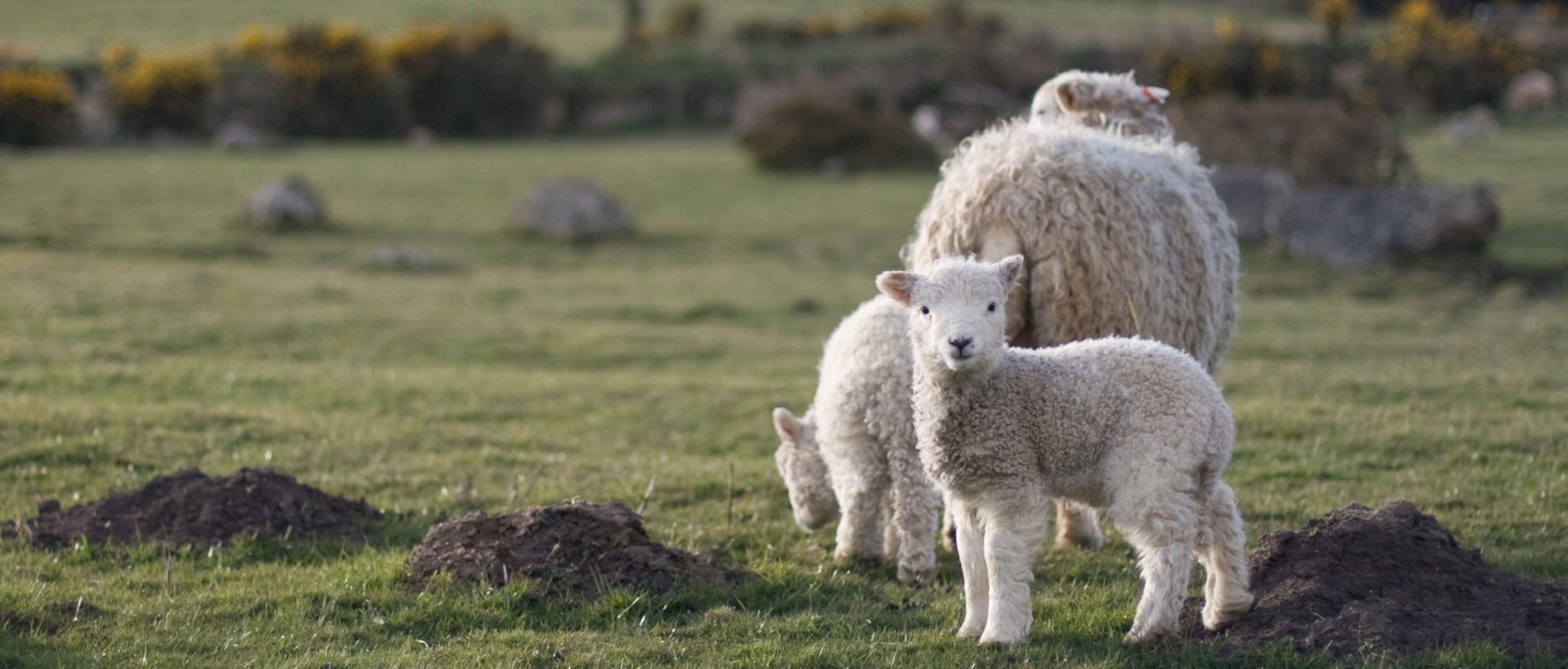 Various animals - dogs, cats, farm animals, and small pets
